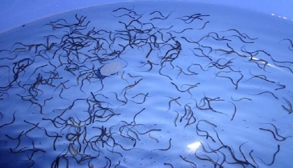 Việc chọn lươn sinh sản giống đóng vai trò quyết định đến năng suất
