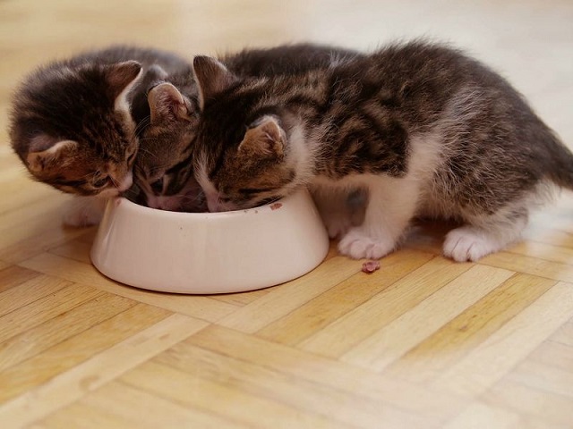 Trong giai đoạn này mèo con sẽ ăn thức ăn chứ không còn uống sữa