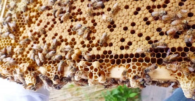 Người nuôi ong cần điều chỉnh nhiệt độ môi trường thích hợp để tăng cầu ong