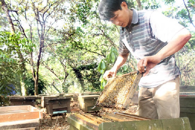 Khi ong bị bệnh, người nuôi cần cách ly đàn bị bệnh
