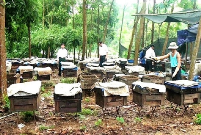 Địa điểm đặt thùng nuôi ong quyết định đến lượng mật tạo ra