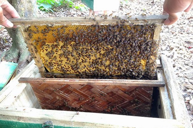 Có nhiều cách để xử lý ong chia đàn