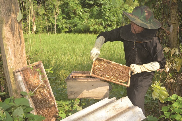 Nuôi ong trong đõ cũng là phương pháp được ứng dụng nhiều