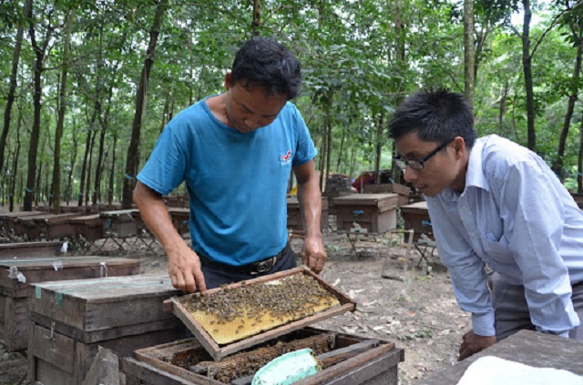Bạn nên chọn loại gỗ không mùi, bền để làm nơi ở cho ong mật nội địa