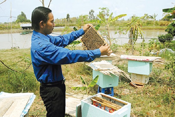 Thùng gỗ nuôi ong cũng chính là nơi ở của ong nên cần phải chuẩn bị thật tốt