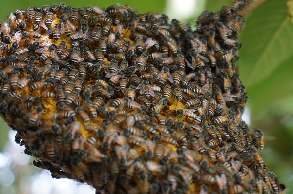 Với số lượng ong ít - nhiều sẽ có cách xử lý chia đàn tự nhiên khác nhau