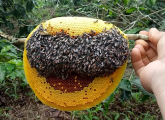 Kỹ Thuật Nuôi Ong Ruồi Lấy Mật Không Phải Ai Cũng Biết