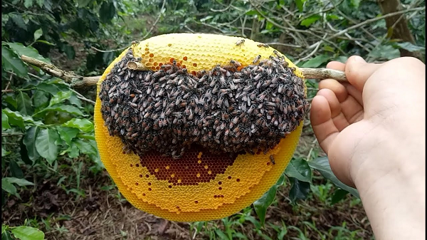 Khởi nghiệp thành công với mô hình nuôi ong lấy mật  Báo Cao Bằng điện tử