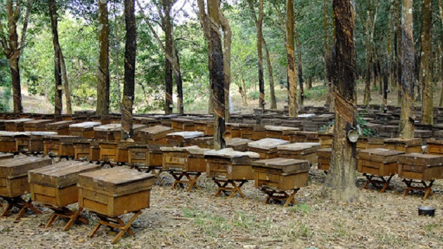 Một đàn ong cơ bản nhất cần có đầy đủ ong thợ, ấu trùng ong, ấu trùng
