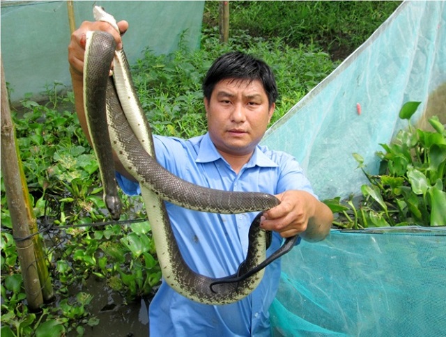 Nuôi rắn ri cá trong vèo sẽ giúp người nuôi kiểm soát tốt tình trạng của rắn trong từng giai đoạn phát triển
