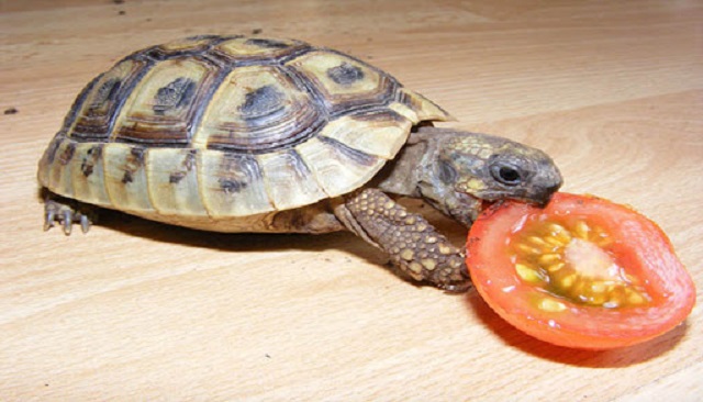 Rùa rất thích được cho ăn hoa quả