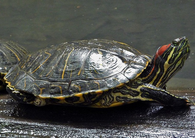 Bạn nên thường xuyên cho rùa ra tắm nắng để cải thiện sức đề kháng của chúng