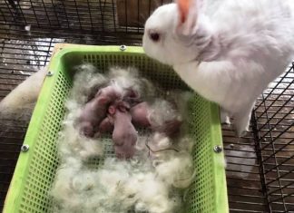 Chia Sẻ Chi Tiết Kỹ Thuật Nuôi Thỏ Sinh Sản
