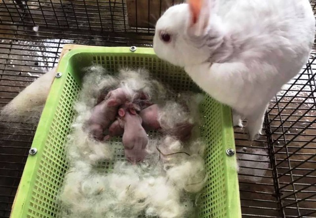 Thỏ mẹ sau khi sinh cần được tiêm thuốc kháng sinh trong vài ngày đầu