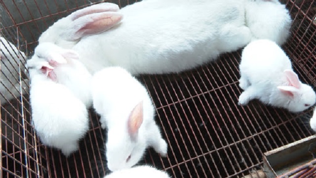 Thỏ con sau khi mở mắt đã có thể tập ăn