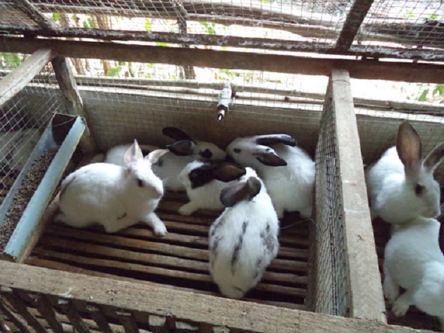 Thỏ giống ở giai đoạn 8 tháng tuổi đã có thể bắt đầu phối lần thứ nhất