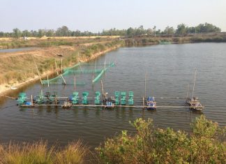 Kỹ Thuật Nuôi Tôm Nước Ngọt Mang Đến Năng Suất Cao