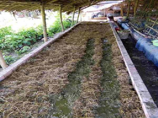 Luống nuôi trùn quế nên được chia nhỏ với kích thước 3m2 cho 1 luống