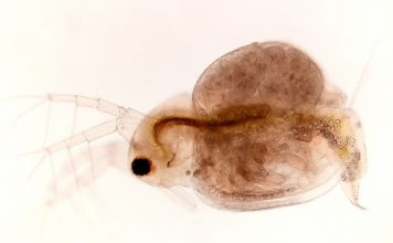 Gửi Đến Bà Con Kỹ Thuật Nuôi Trứng Nước Đạt Chuẩn