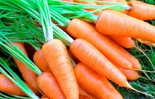 Áp dụng kỹ thuật trồng cây cà rốt sẽ cho năng suất cao và chất lượng tốt. Ảnh minh họa