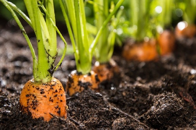 Kỹ thuật trồng cây cà rốt cho năng suất cao trong ngày đông giá lạnh
