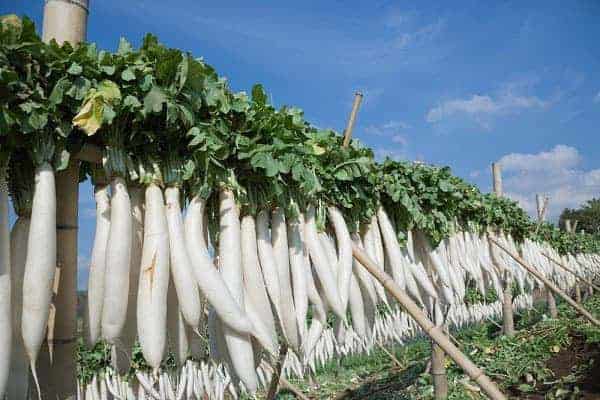 Tổng hợp 91 hình về mô hình trồng củ cải trắng  daotaonec