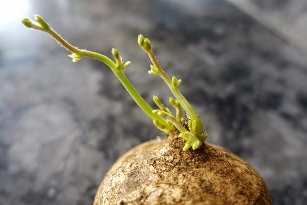 Kỹ thuật trồng củ đậu tại nhà bằng cách gieo hạt hay trồng hom giống đều được