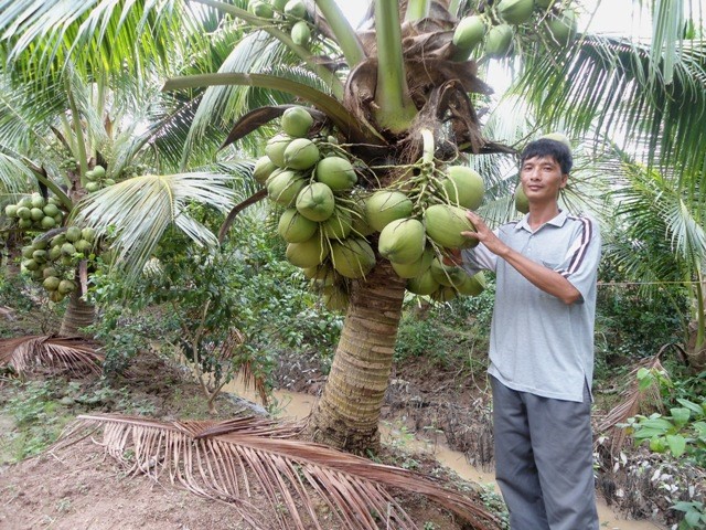 Vườn dừa xiêm trĩu quả