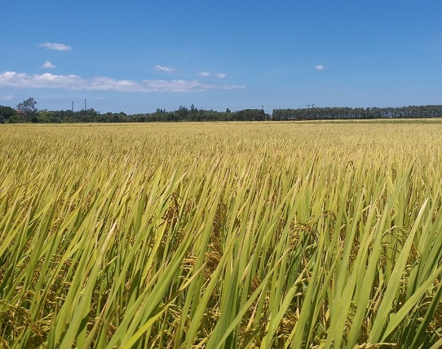Lúa là loại cây trồng chủ lực, được trồng phổ biển tại hầu hết các tỉnh thành của nước ta