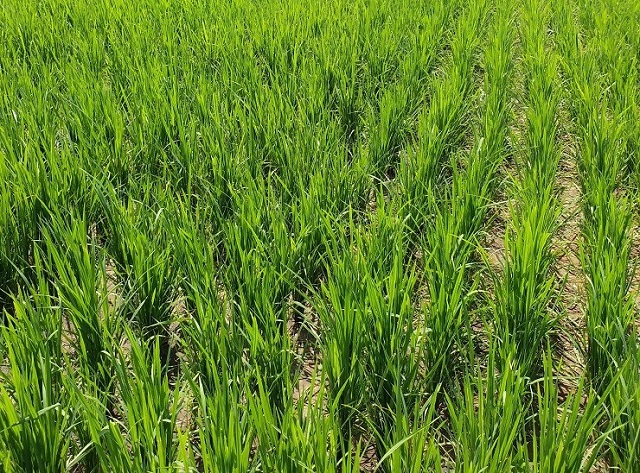 Cây lúa được trồng bằng phương pháp cấy mạ