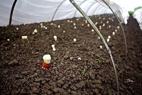 Có thể trồng nấm linh chi đỏ theo phương pháp phủ đất