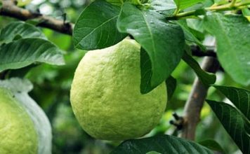 Kỹ thuật trồng ổi nữ hoàng cho trái to, chín mọng