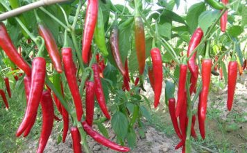 Kỹ thuật trồng ớt mới nhất, giúp năng suất siêu cao