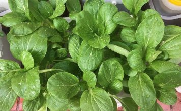 Kỹ thuật trồng cải ngọt sạch vô cùng đơn giản