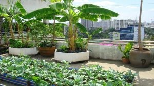 Một vườn rau trên sân thượng tại nhà luôn có tác dụng điều hòa không khí