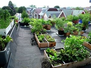 Thiết kế vườn rau sân thượng gọn gàng mà vẫn đảm bảo số lượng