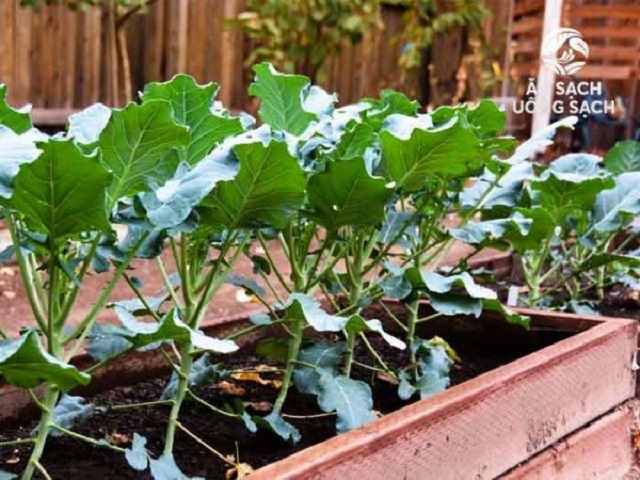 Bông cải xanh trồng được tại những nơi có thời tiết mát