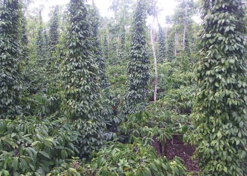 Tiêu xen cà phê (trồng ở góc ngã tư bồn cà phê)