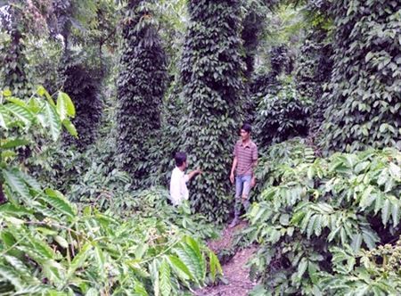 Giới thiệu 2 mô hình trồng tiêu xen cà phê hiệu quả  Mua bán cây giống