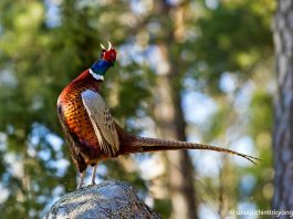 kỹ thuật nuôi chim trĩ đỏ