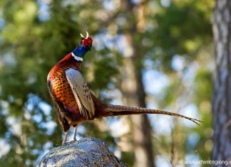 Hướng dẫn kỹ thuật nuôi chim trĩ đỏ đem về thu nhập cao kỹ thuật nuôi chim trĩ đỏ