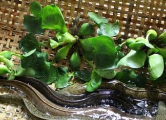 Kỹ Thuật Nuôi Cá Chình Thương Phẩm Năng Suất Cao