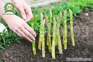 Cách trồng măng tây từ rễ