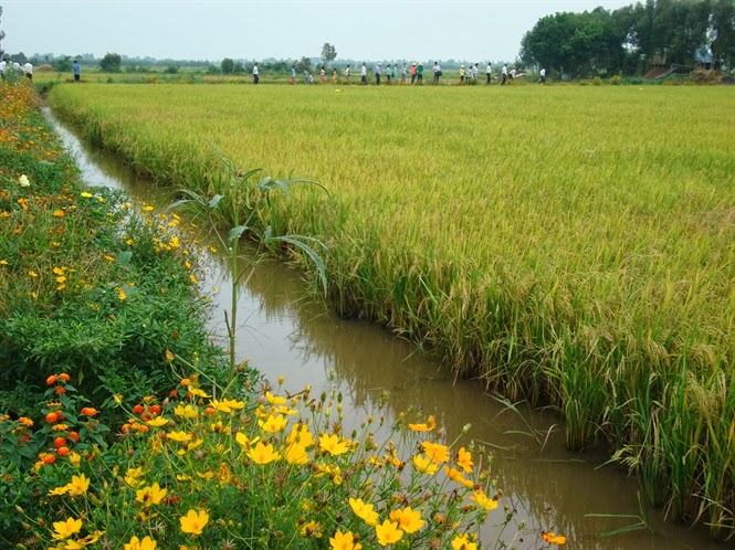 Mô hình ruộng lúa bờ hoa