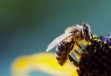 Kỹ thuật nuôi ong