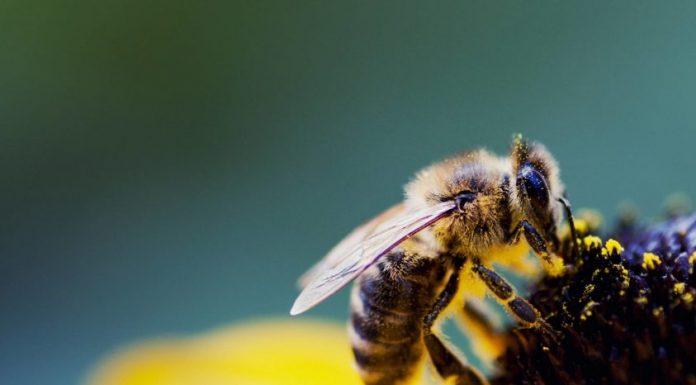 Kỹ thuật nuôi ong