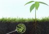 phân hữu cơ vi sinh tốt cho cây