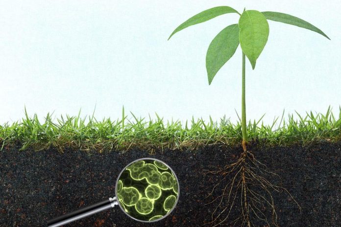 phân hữu cơ vi sinh tốt cho cây