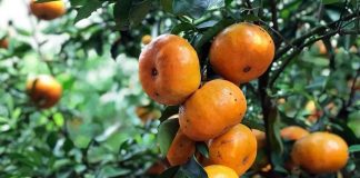Kỹ thuật trồng quýt hồng chơi Tết