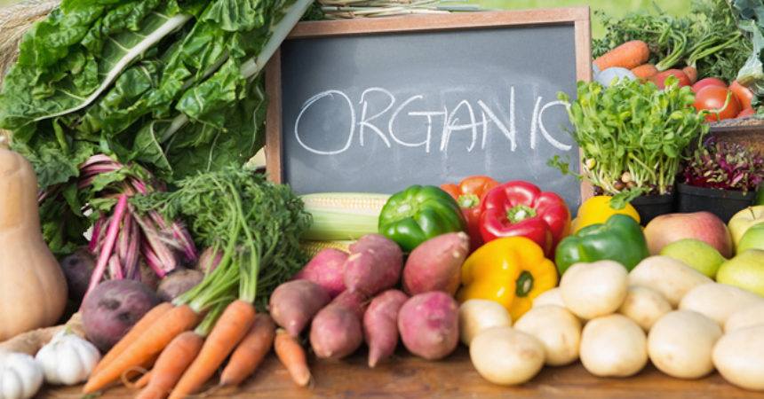 Homestead - nguồn cung rau củ organic 
